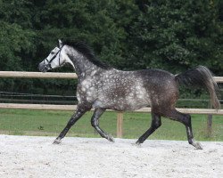 broodmare Feldmaus (Trakehner, 2006, from Le Rouge 7)