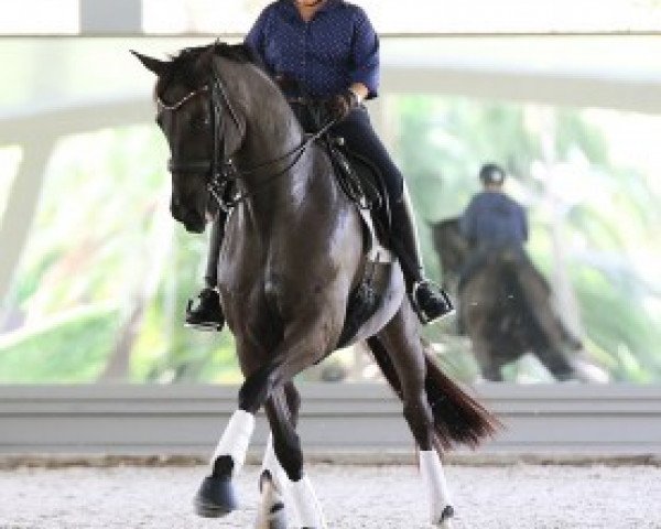 dressage horse Danilo (Hanoverian, 2004, from De Niro)