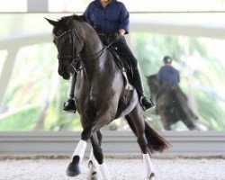 dressage horse Danilo (Hanoverian, 2004, from De Niro)