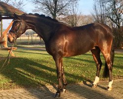 dressage horse Benano (Oldenburg, 2011, from Belissimo NRW)