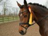 dressage horse Bailarina Begum (Oldenburg, 2011, from Belstaff)