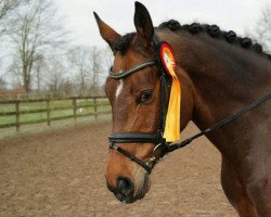 dressage horse Bailarina Begum (Oldenburg, 2011, from Belstaff)