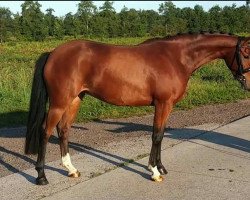 broodmare Sterre (Nederlands Rijpaarden en Pony, 2012, from Kasper van Orchid's)