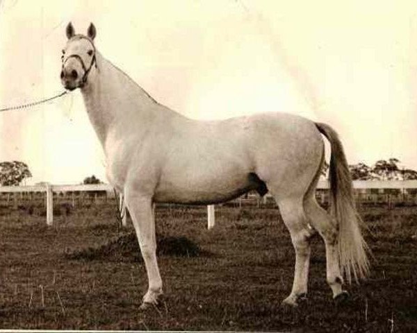 stallion Souvenir xx (Thoroughbred, 1959, from Request xx)