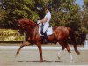 dressage horse Don Shiraz (Danish Warmblood, 2006, from Don Schufro)