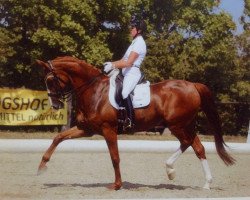 dressage horse Don Shiraz (Danish Warmblood, 2006, from Don Schufro)