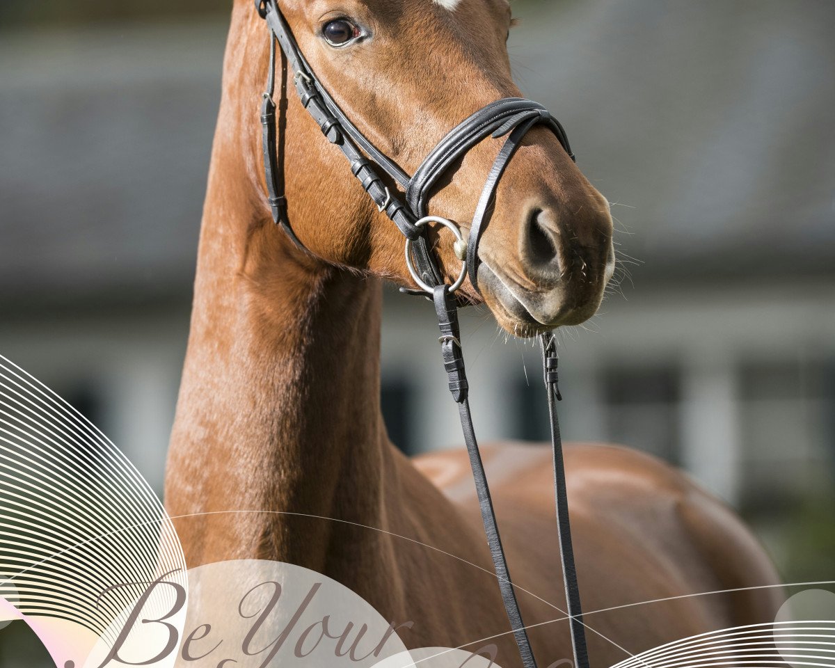 dressage horse Inge 29 (Westphalian, 2013, from Instertanz V 241 FIN)