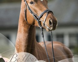 dressage horse Inge 29 (Westphalian, 2013, from Instertanz V 241 FIN)