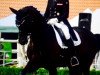 dressage horse Parcival 47 (Württemberger, 2004, from Pik Junior)