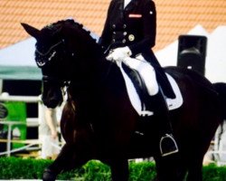 dressage horse Parcival 47 (Württemberger, 2004, from Pik Junior)