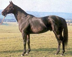 broodmare Lombardie xx (Thoroughbred, 1992, from King of Macedon xx)