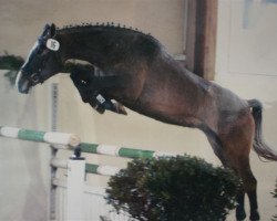 broodmare Cora Cassini (Thuringia, 2002, from Corum)