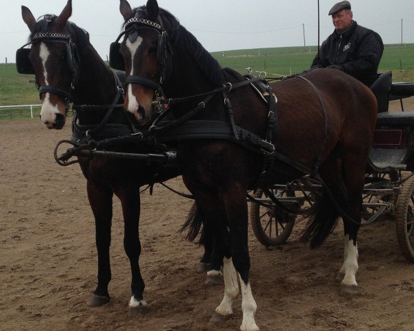 Dressurpferd Gervallo/Schabernack (Trakehner, 2012, von Shavalou)