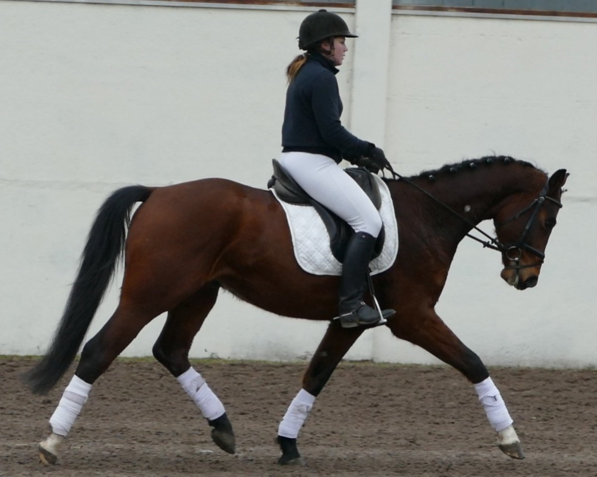 Dressurpferd Sandorn (Mecklenburger, 2012, von San Patriano)