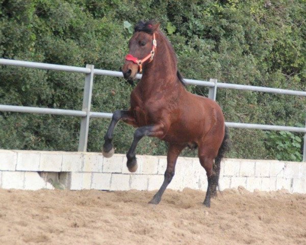 horse RELAMPAGO (Warlander, 2011)