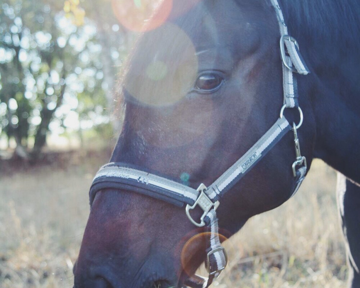dressage horse Charly 1445 (Hessian Warmblood, 2007, from Contendros Bube)