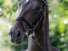 dressage horse Rebecca 388 (Westphalian, 2011, from Ratzinger)