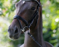 dressage horse Rebecca 388 (Westphalian, 2011, from Ratzinger)