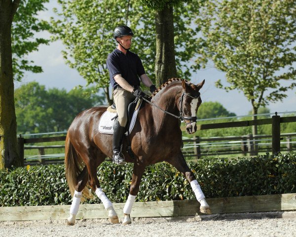 dressage horse Instergold (Westphalian, 2011, from Instertanz V)