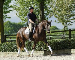 dressage horse Instergold (Westphalian, 2011, from Instertanz V 241 FIN)