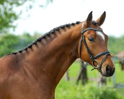 dressage horse Insterberg V (Westphalian, 2011, from Instertanz V 241 FIN)