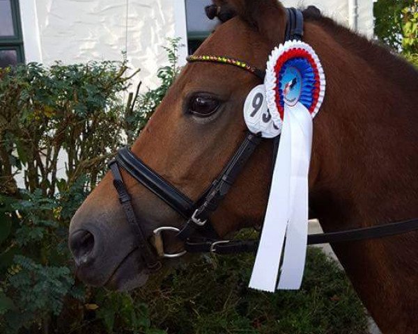 dressage horse Kira 611 (German Riding Pony, 2009)