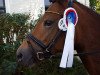 dressage horse Kira 611 (German Riding Pony, 2009)