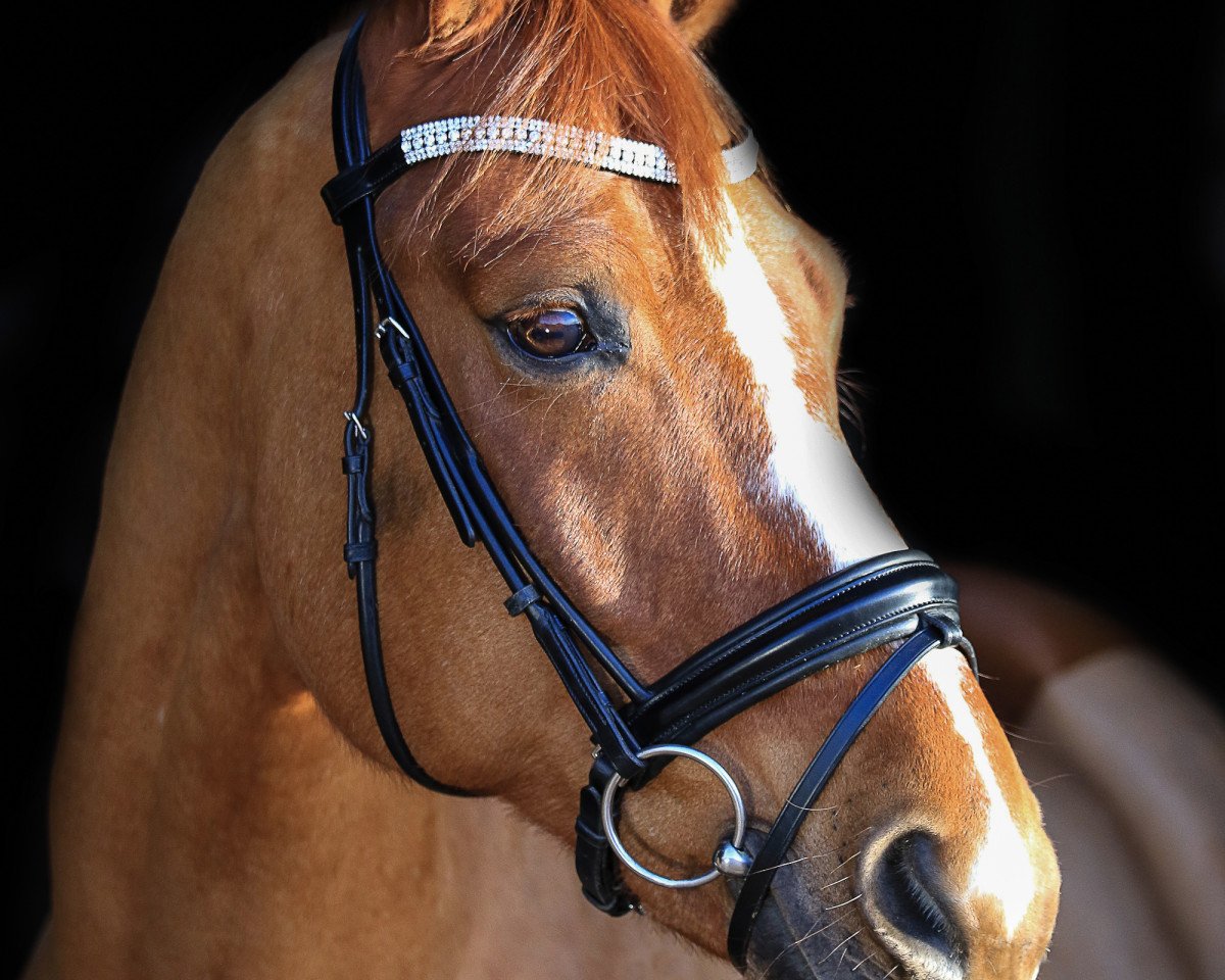 Dressurpferd Prince (Westfale, 2005, von Peking)
