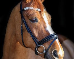 dressage horse Prince (Westphalian, 2005, from Peking)