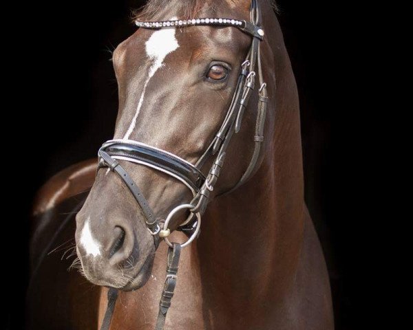 dressage horse Scarlett 653 (Hanoverian, 2009, from Souvenir)