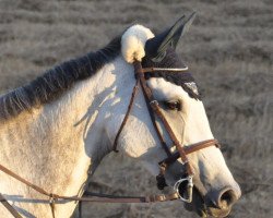 broodmare Clarimos Cleargirl (Holsteiner, 2009, from Clarimo Ask)