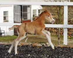 dressage horse RM Roses Touch (German Riding Pony, 2017, from Diamond Touch NRW)