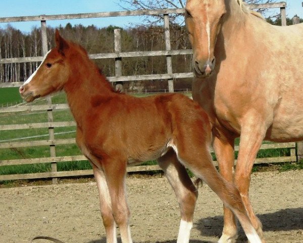 Dressurpferd RM Cuvée de Luxe (Deutsches Reitpony, 2017, von Cosmopolitan NRW)