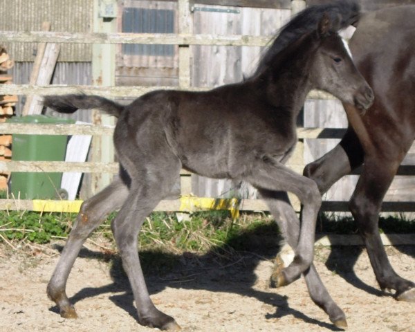 Dressurpferd RM Ocarina (Deutsches Reitpony, 2017, von Ogier K WE)