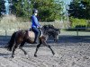 broodmare Baumi's Flicka (German Riding Pony, 2013, from Baumann)