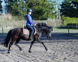 broodmare Baumi's Flicka (German Riding Pony, 2013, from Baumann)