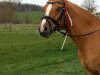 dressage horse Desperado 267 (German Riding Pony, 2012, from Daily Pleasure.)