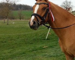 dressage horse Desperado 267 (German Riding Pony, 2012, from Daily Pleasure.)