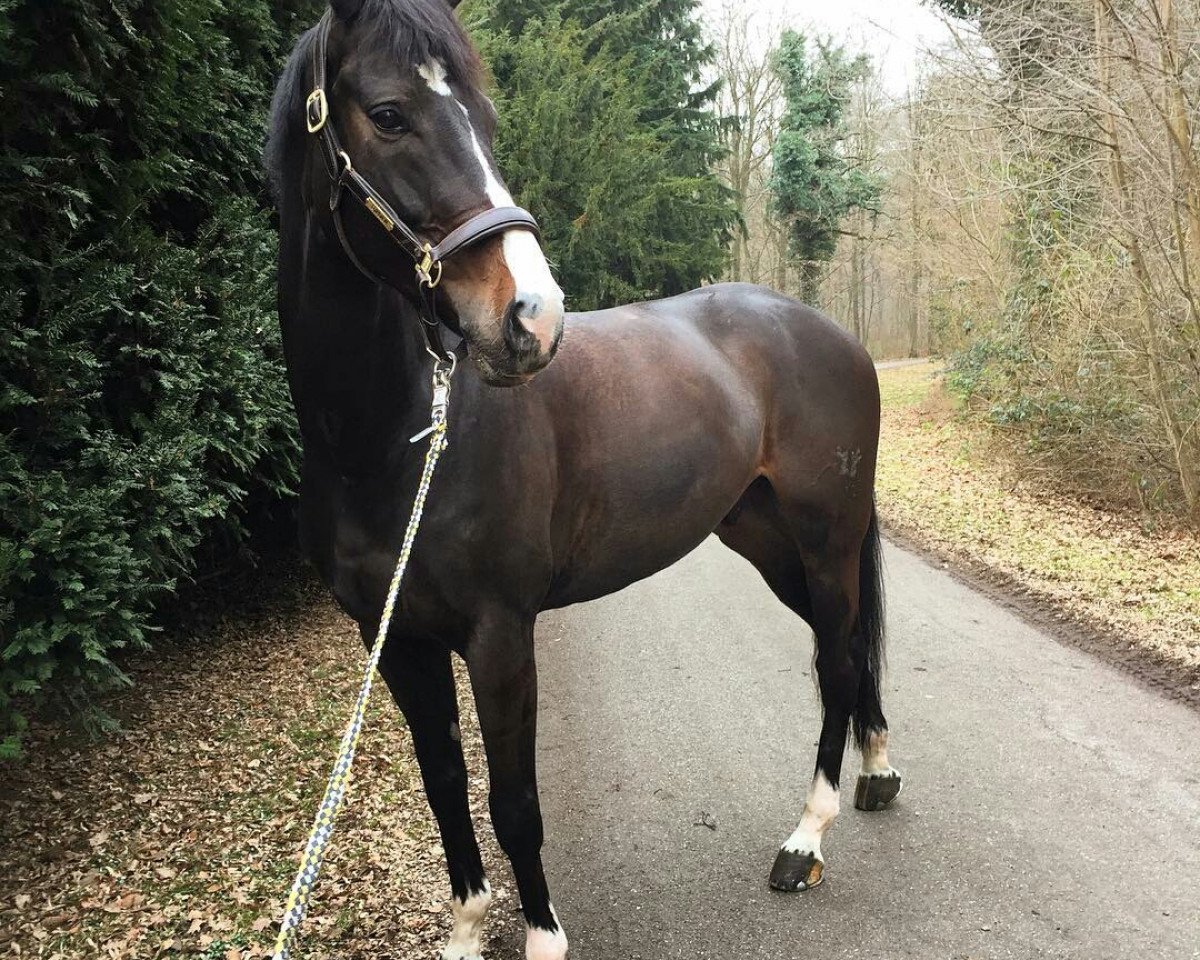 jumper Vexel (Zangersheide riding horse, 2012, from Zavall VDL)
