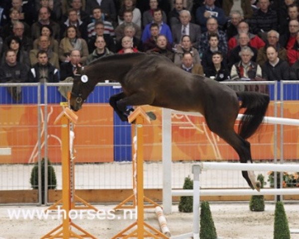Springpferd Durano V (Koninklijk Warmbloed Paardenstamboek Nederland (KWPN), 2008, von Canturano I)