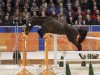 jumper Durano V (KWPN (Royal Dutch Sporthorse), 2008, from Canturano I)