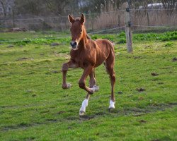 broodmare Kesse Deern 4 (Holsteiner, 2017, from Cascadello)