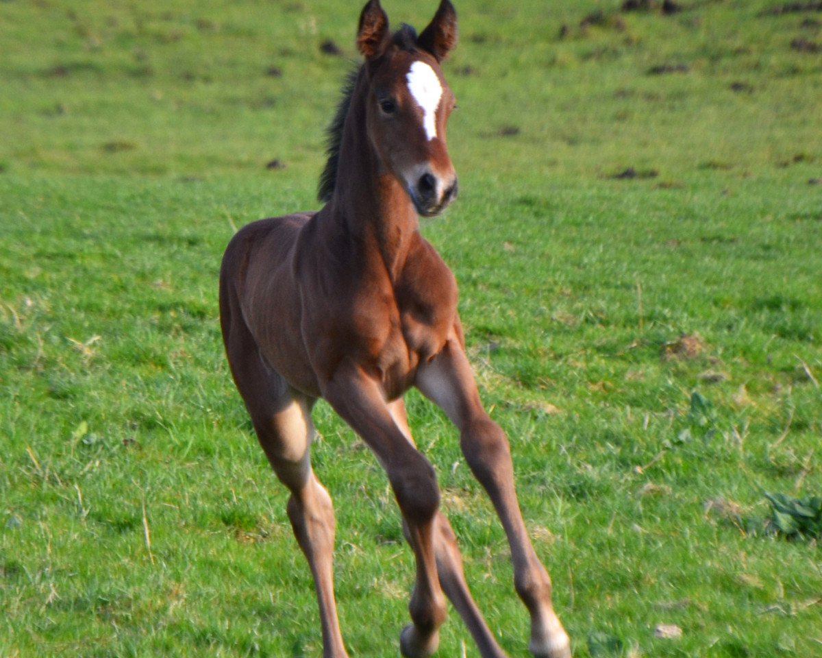 broodmare Stutfohlen von Cascadello I x C-Indoctro (Holsteiner, 2017, from Cascadello)