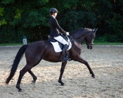 dressage horse Gucci (Deutsches Sportpferd, 2014, from Grey Flanell)