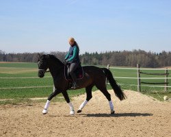 broodmare Ratina (Hanoverian, 2004, from Rotspon)