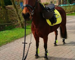 broodmare Tweety (German Riding Pony, 2006, from Llanarth Mostyn Triton)