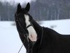 dressage horse Unification (KWPN (Royal Dutch Sporthorse), 2001, from Gribaldi)