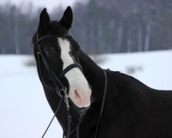 dressage horse Unification (KWPN (Royal Dutch Sporthorse), 2001, from Gribaldi)