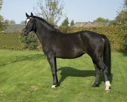 broodmare Raniki (KWPN (Royal Dutch Sporthorse), 1998, from Lancelot)