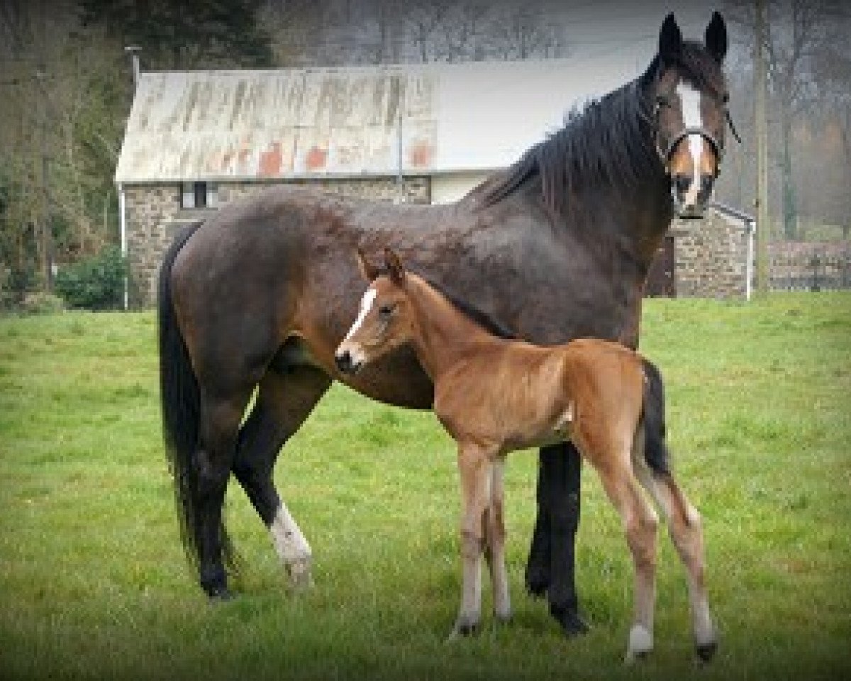 broodmare Kamelia des Brumes (Selle Français, 1998, from Robin II Z)